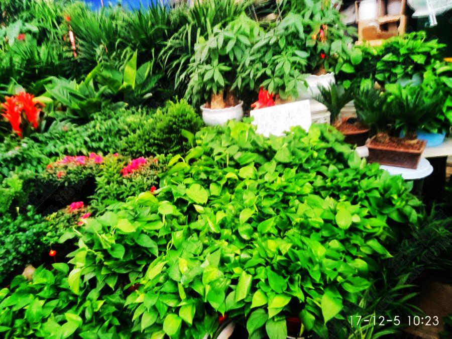 银川市兴庆区裕伟花卉园艺种植场 绿盾实地认证信息 实地场景